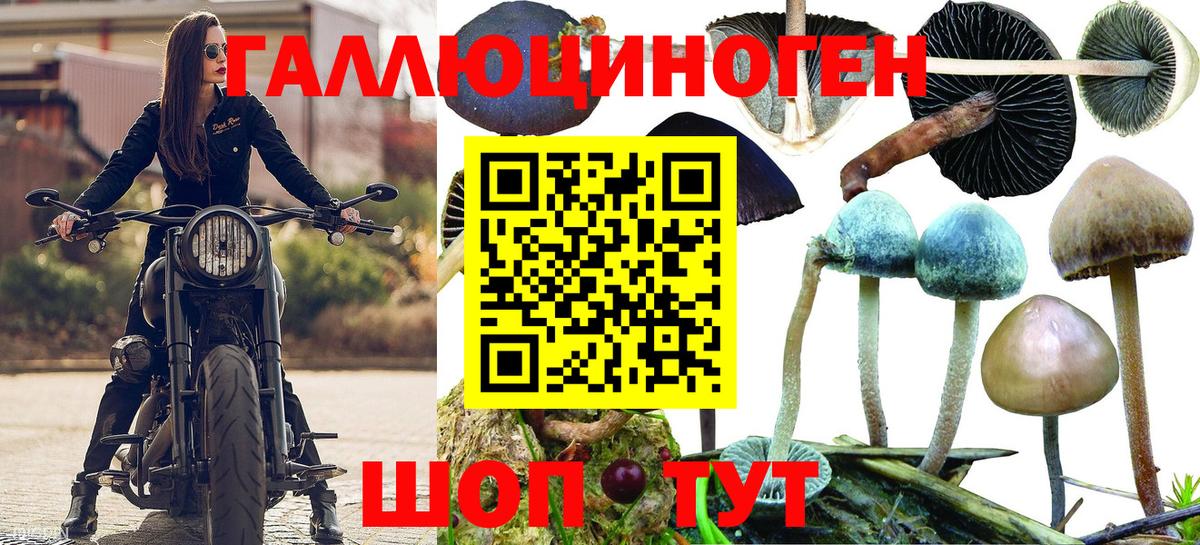 Псилоцибиновые грибы Psilocybe  Псилоцибиновые грибы прущие грибы  Вход с VPN  Холмск 
